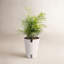 Parlor Palm Plant in Planter