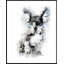 Grey French Bulldog - Single Picture Frame Print