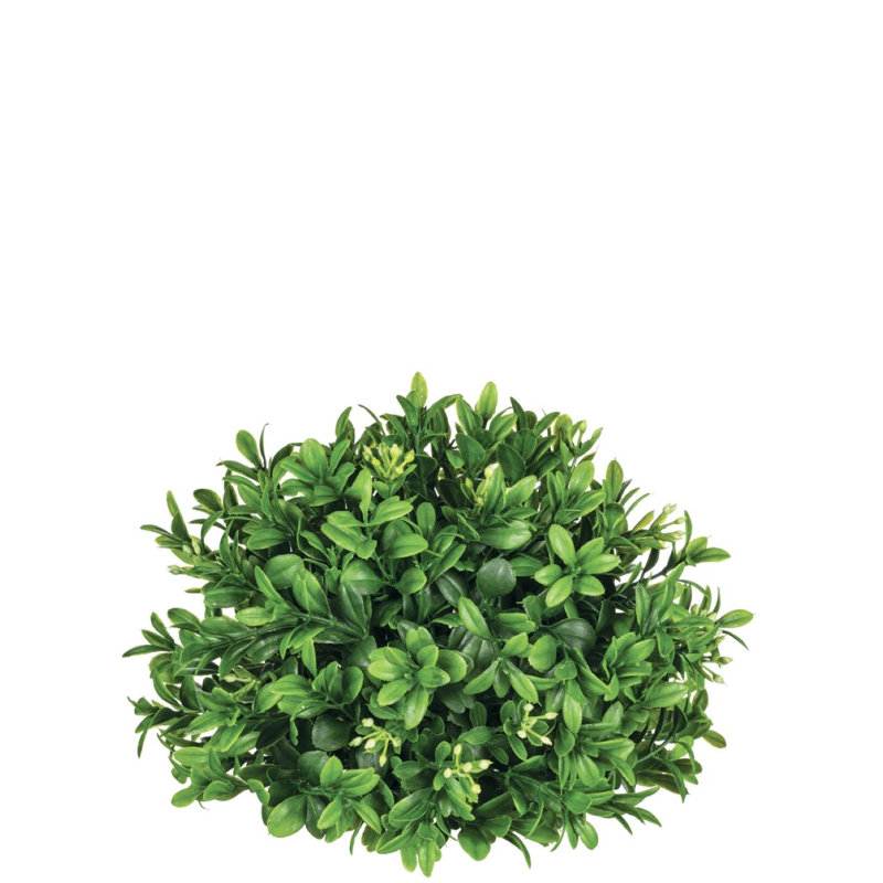 Remplissage de vase Toowoomba, H 5,5 po x l 8 po x P 8 po