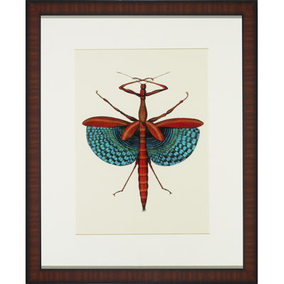 Tropical Insect III Print