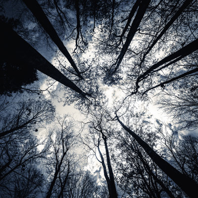Dark Forest Treetops by Moreiso