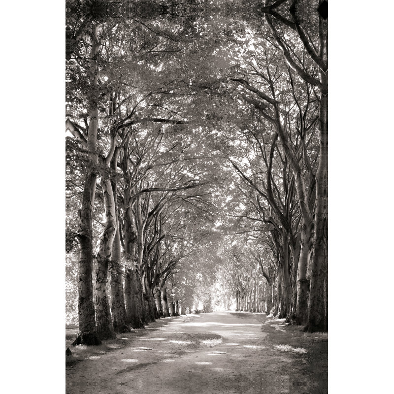 Chemin noir et blanc d'arbres, H 12 po x l 8 po, Toile tendue, Sans cadre