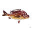 «Red Fish» par John Beard-1281643158-1281643159