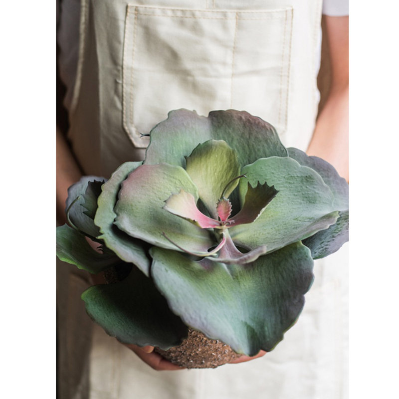 Plante succulent en pot gigantea, H 9,1 po x l 9,1 po x P 5,9 po