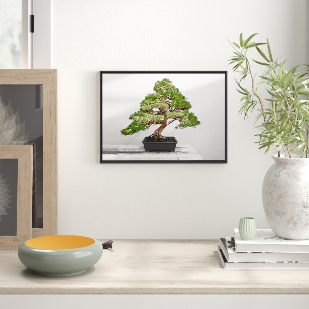 Gerahmtes Wandbild Bonsai Baum