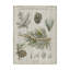 «Woodland Chart III», impression sur toile tendue-33425802