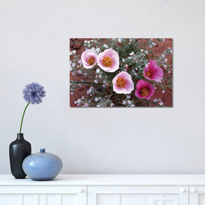 Sego Lily Group, State Flower Of Utah With Bulbous Edible Root by Tim Fitzharris - Wrapped Canvas Print