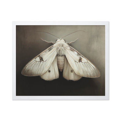 Papillon de nuit