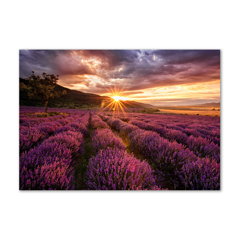 Lavender Field - Wrapped Canvas Print