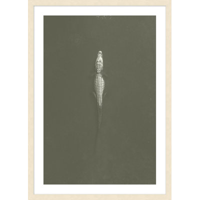 Creeping Crocodile Framed Photographic Print