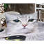 Multicolore drap-housse et coussin décoratif Ambesonne-106793423
