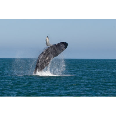 A Whale Breeching the Surface of the Water 1 Piece Wrapped Canvas Wall Art