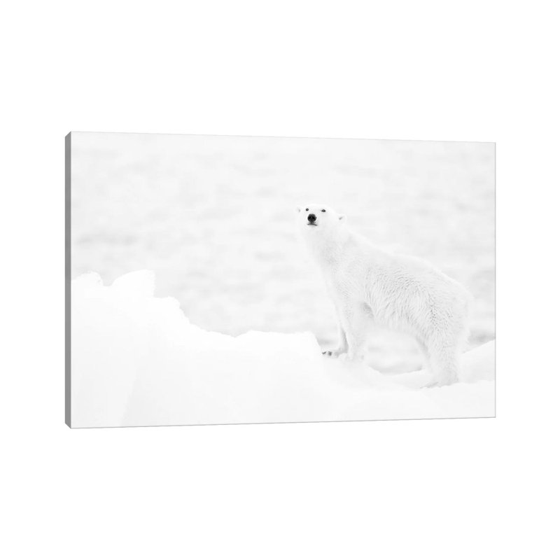 Polar Bear In B And W by Joan Gil Raga - Wrapped Canvas Print, 30.48cm H x 45.72cm W x 1.91cm D