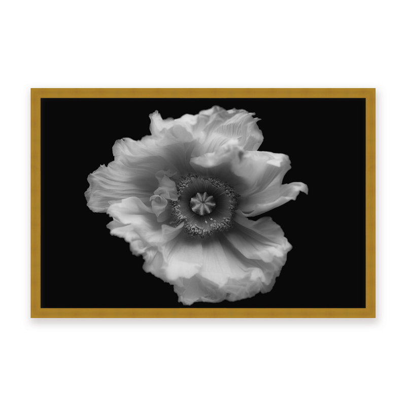Nature Inspired Poppy in Mono by  - Picture Frame Photograph on Paper, 32" H x 48" W x 1.125" D, Framed Print, White