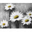 Napperon Daisies