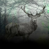 Majestic Stag 2 Print