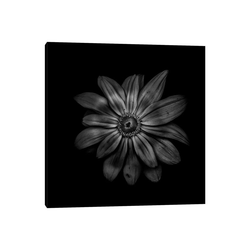 Black And White Daisy V by Brian Carson - Wrapped Canvas Print, 30.48 cm H x 30.48 cm W