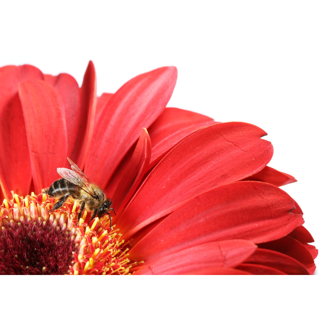 Honigbiene und rote Gerbera