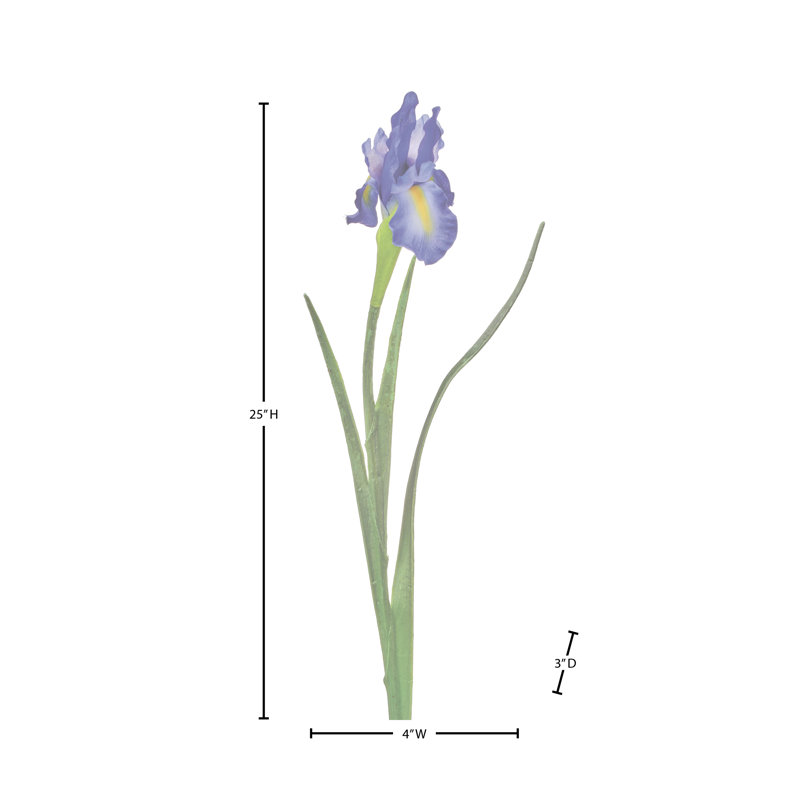 Dutch Iris 25" 