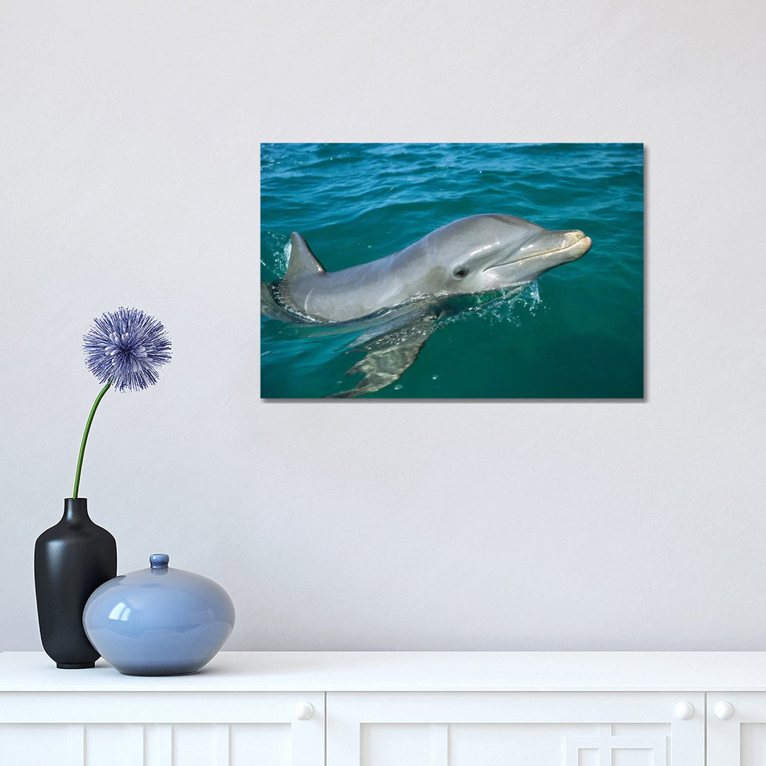 Bottlenose Dolphin Surfacing, Honduras by Konrad Wothe - Wrapped Canvas Print