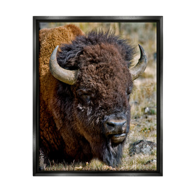 «Stupell Industries Bison Resting», art mural sur toile par Dennis Frates