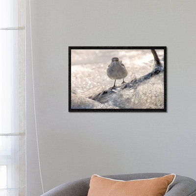 Jay On Ice by David Gardiner - Print on Canvas