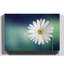 Beautiful White Daisy Photographic - Wrapped Canvas-19041411