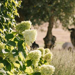 Woven Noa Light Cylinder Pendant Perigold