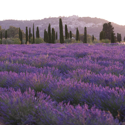 Lavender Field During Sunset by Pawel.gaul - Wrapped Canvas Print