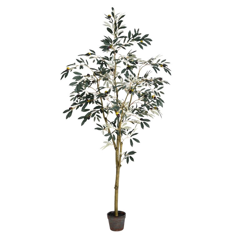 Olive Tree With Nursery Pot Extra Large 5-6 ft tall, potted plant, shipped  by Léon & George