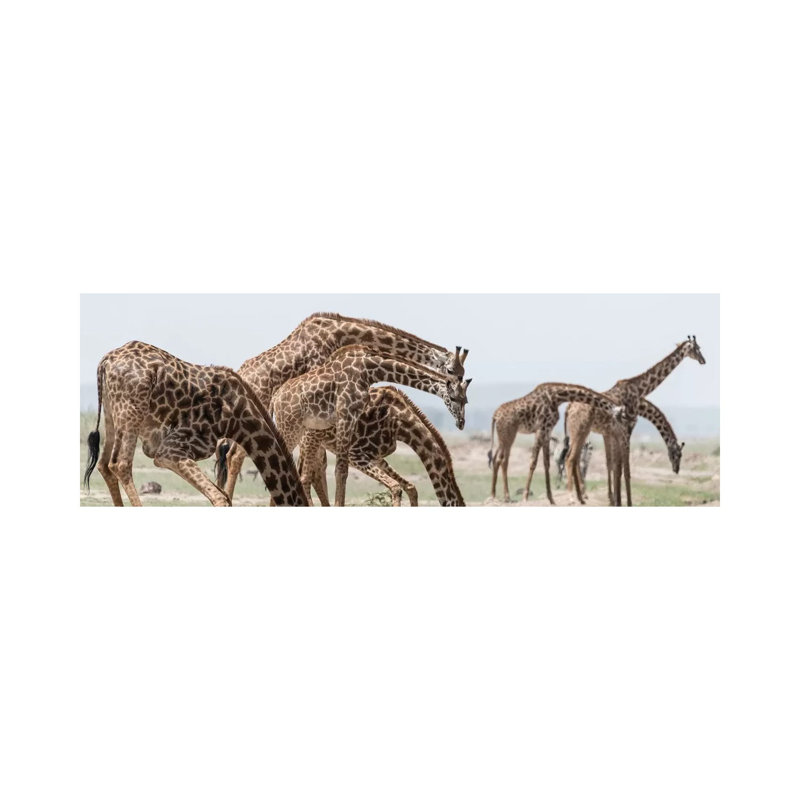 Africa, Kenya, Amboseli National Park. Close-Up Of Giraffes Drinking by Jaynes Gallery - Wrapped Canvas Panoramic Print