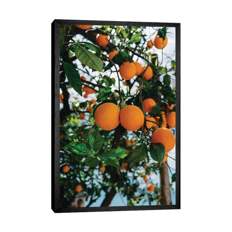 Amalfi Coast Oranges III by Bethany Young - Print on Canvas, 101.6cm H x 66.04cm W x 3.81cm D, Black Framed