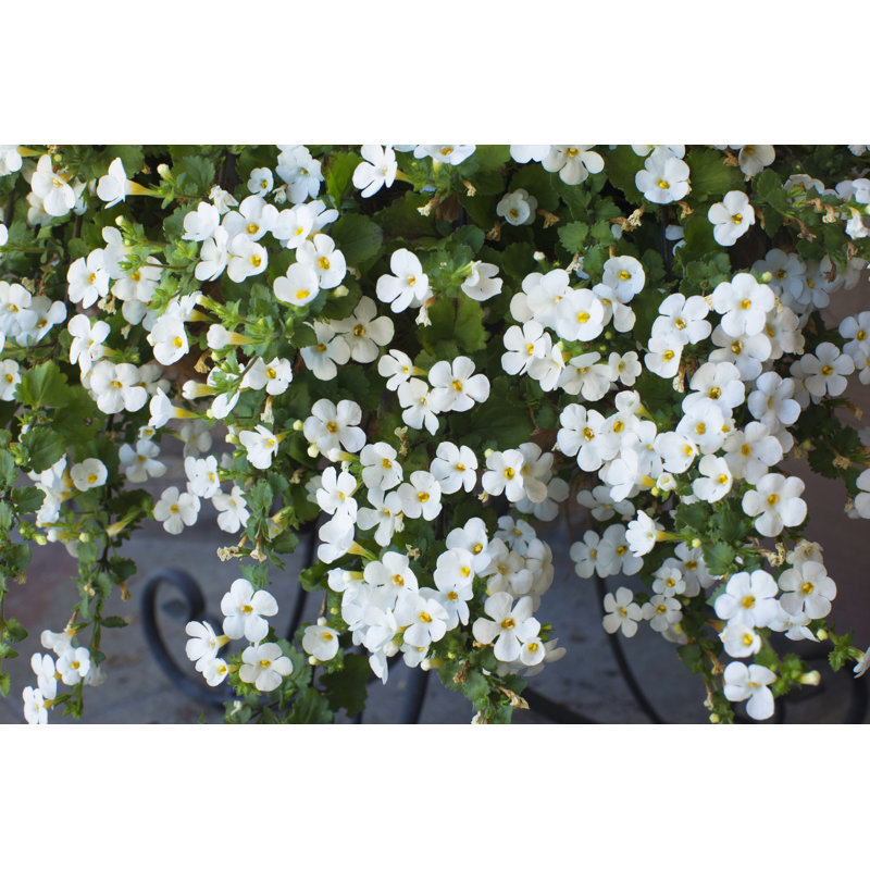Trailing Bacopa by Lightguard, 20" H x 30" W