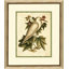 Catesbys Little White Heron Print