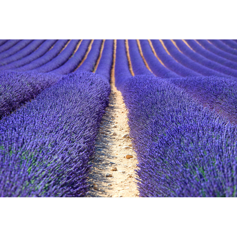 Lashawda Lavender Flower Fields by StevanZZ - Wrapped Canvas Print, 30cm H x 46cm W x 3.8cm D