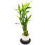 Soucoupe-593964867-593964870