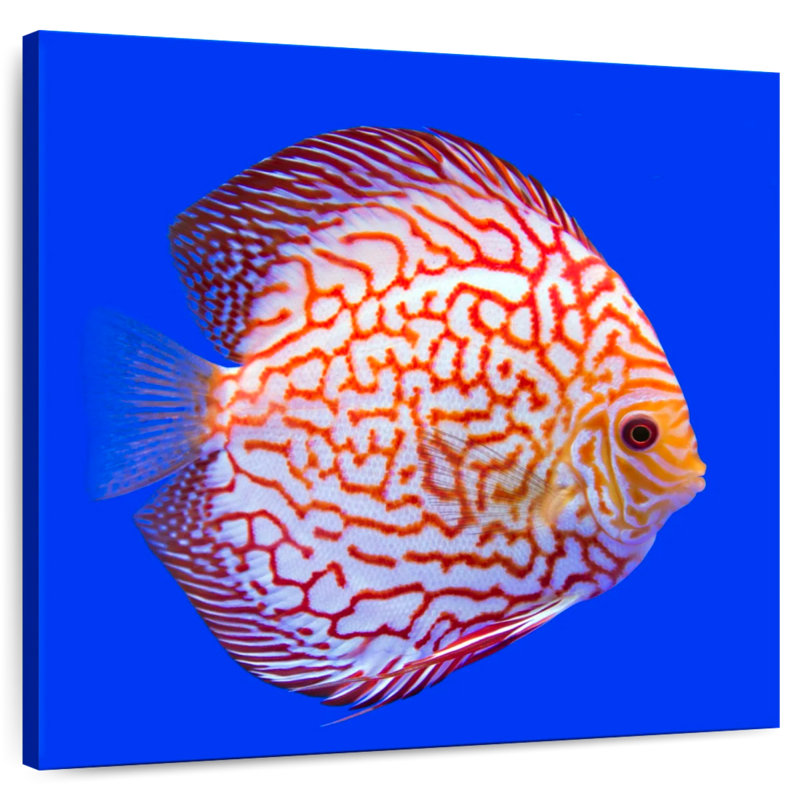 Brampt Exotic Discus Fish, 33'' H x 33'' W