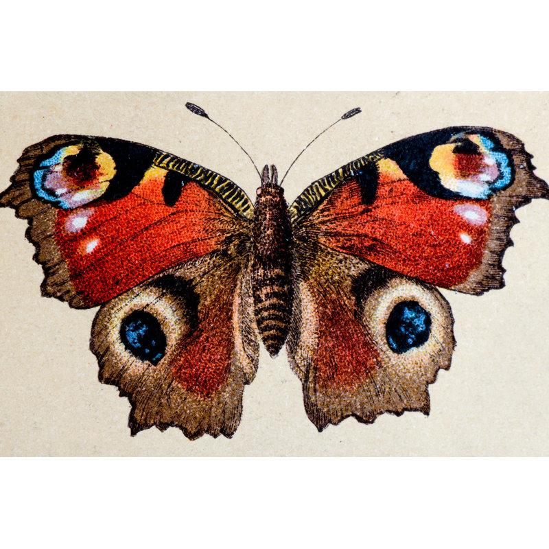 Rustburg European Peacock (Aglais Io) - Wrapped Canvas Print, 30cm H x 46cm W x 3.8cm D