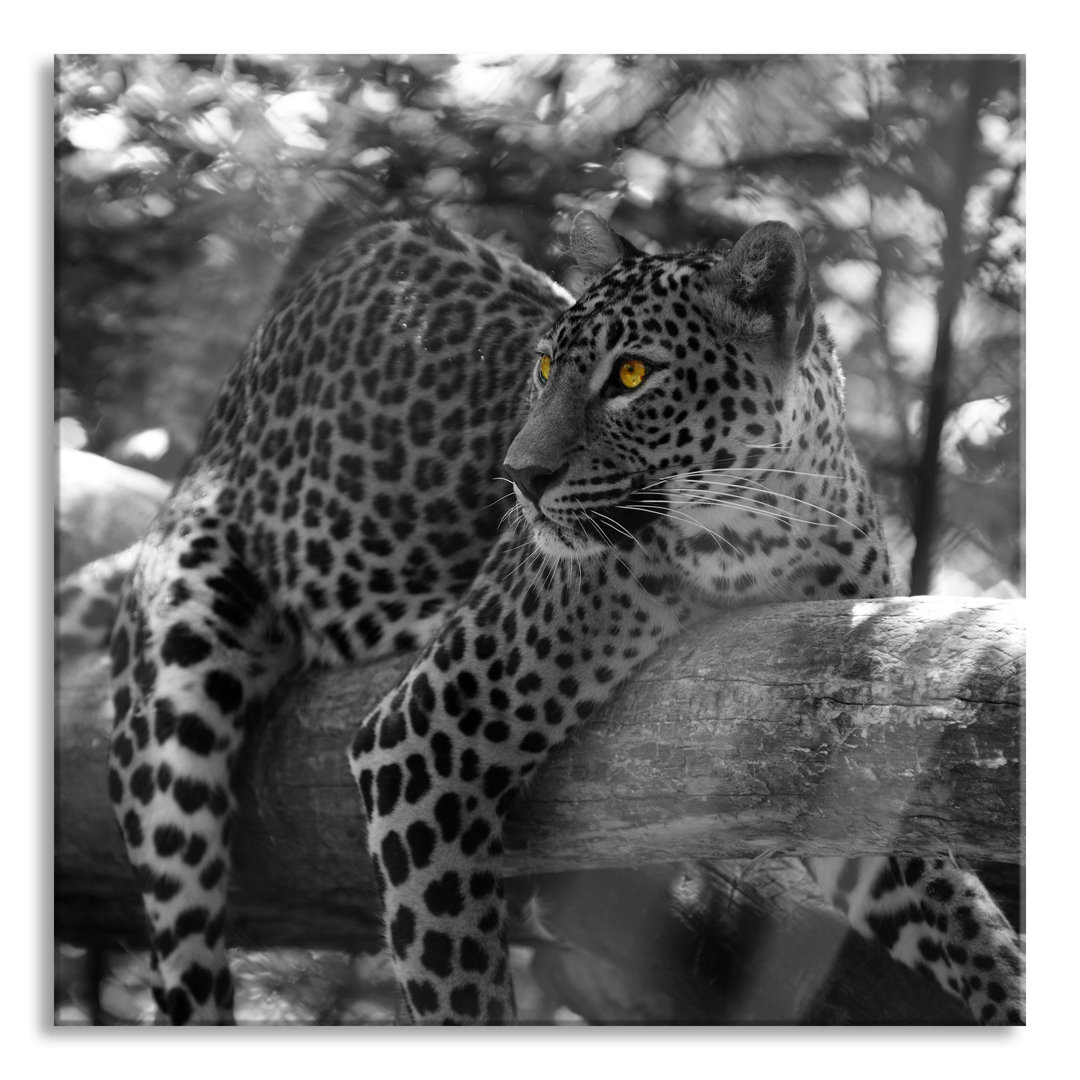 Glasbild Leopard liegend auf Ast