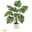 Plante UV 3 'en pot Monstera-1790703844