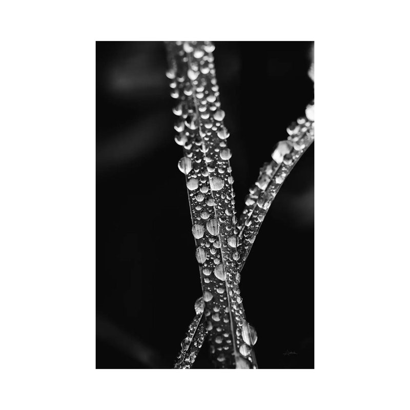 Water Droplets by Aledanda - Wrapped Canvas Print, 66.04 cm H x 45.72 cm W x 3.175 cm D
