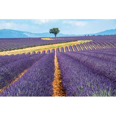Field Of Lavender - Wrapped Canvas Print
