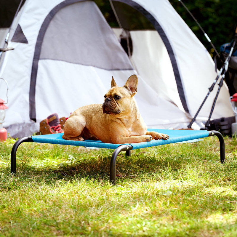 Elevated Cot Pet Bed, 8" H x 25.5" W x 36" D, Blue