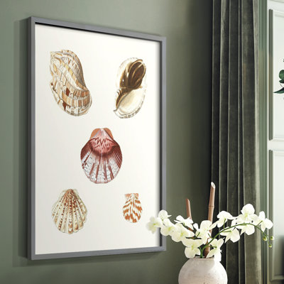 Pastel Knorr Shells V Framed Print - Solid Wood