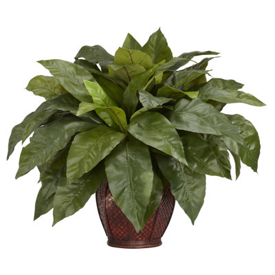 Plante dans un panier Birdsesth Fern