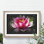 Pink Water Lily Flower Vol.3 - Picture Frame Graphic Art-62804091-62804094