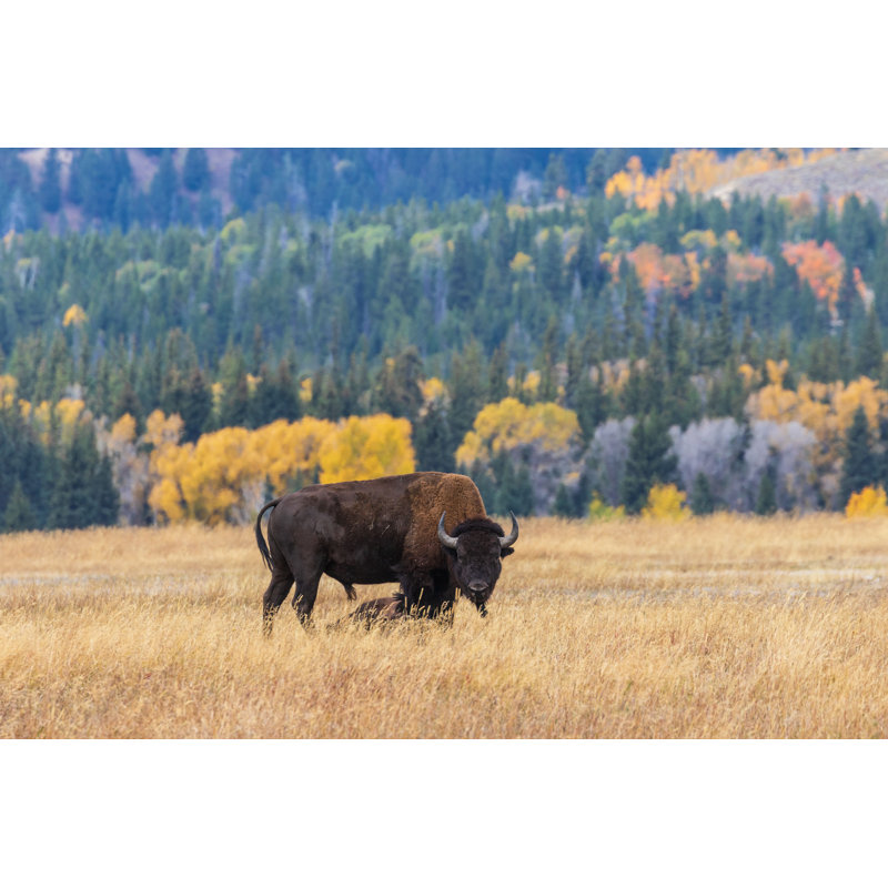 Bison - photographie sur toile tendue, H 24 po x l 36 po
