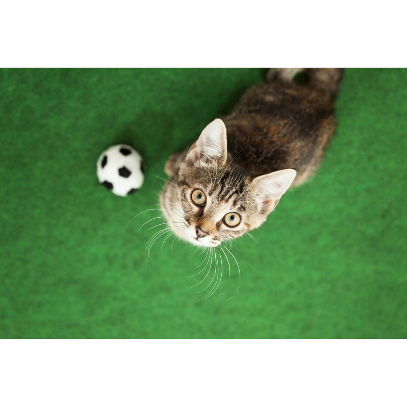 Soccer Cat by W-ings - Wrapped Canvas Print, 61cm H x 91cm W x 3.8cm D