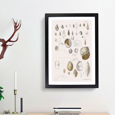 Types of Seashells PL. 7 by J.E. De Kay - Framed Print