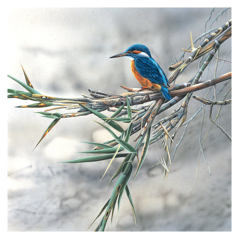 " Kingfisher " by Jan Weenink, 18" H x 18" W x 1.5" D, Wrapped Canvas, No Matte